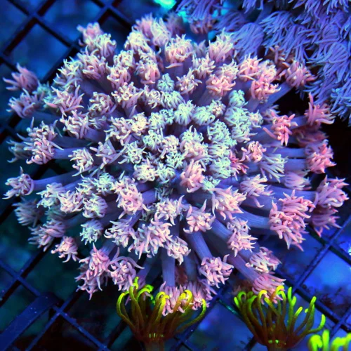 4.5x4.5 GONIOPORA CORAL - VERY VERY PRETTY BLUE AND PINK ULTRA COLORED GONIOPORA CORAL