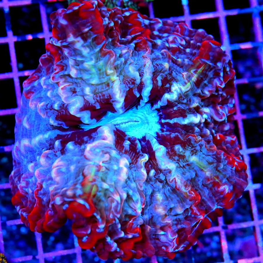 6x6 INDOPHYLLIA CORAL - HANDPICKED BY SCOTT ULTRA COLORED ULTRA GRADE INDOPHYLLIA CORAL