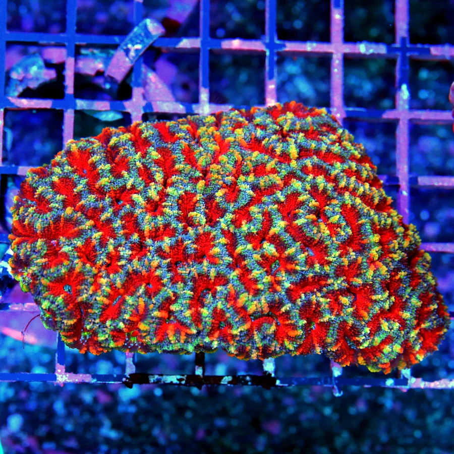 5x4 ACANTHASTREA LORDHOWENSIS CORAL - ULTRA ULTRA RAINBOW ULTRA GRADE ACAN LORD CORAL