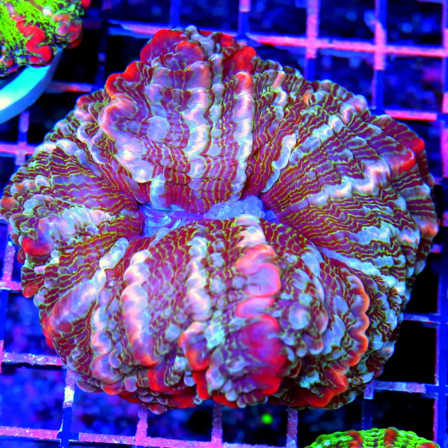5" INDOPHYLLIA CORAL - HANDPICKED BY SCOTT ULTRA COLORED ULTRA GRADE INDOPHYLLIA CORAL