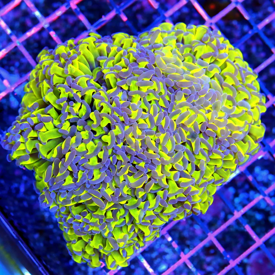 5.5x5 HAMMER CORAL - ULTRA ULTRA NEON LEMON LIME TOXIC GREEN PRUPLE TIPPED HAMMER CORAL