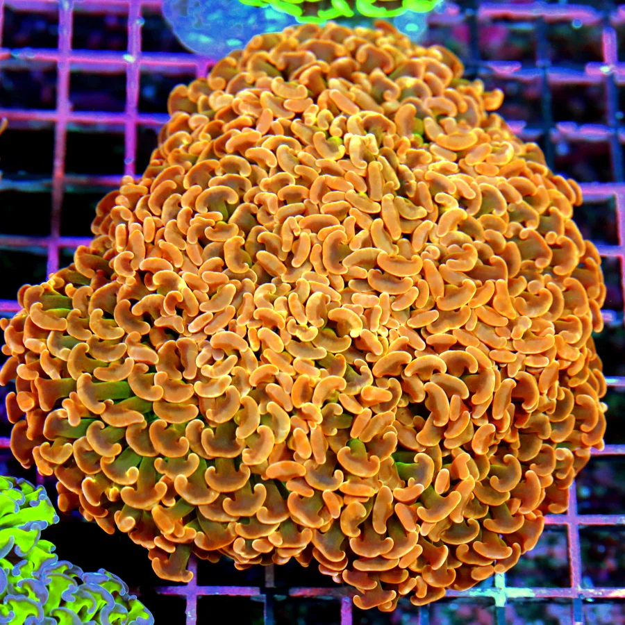 6x6 XXXL HAMMER CORAL - ULTRA COLORED NEON NEON ORANGE HAMMER CORAL