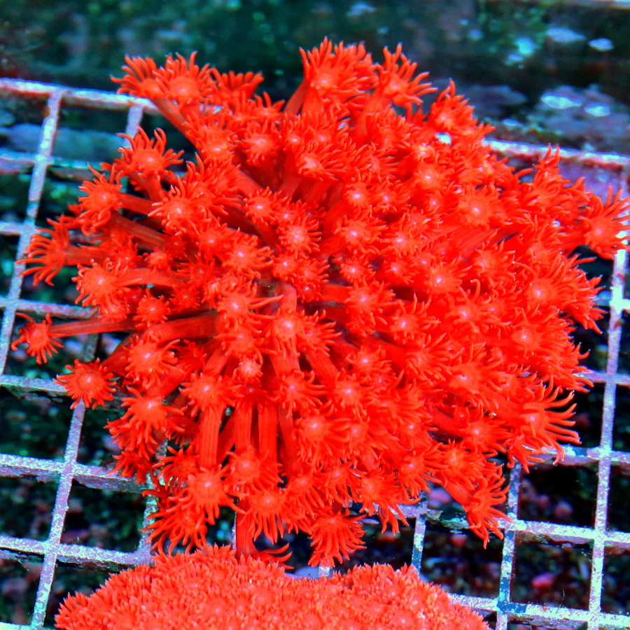 5.5x5.5  XXL GONIOPORA CORAL - ULTRA COLORED ULTRA GRADE SUPER RED GONIOPORA CORAL