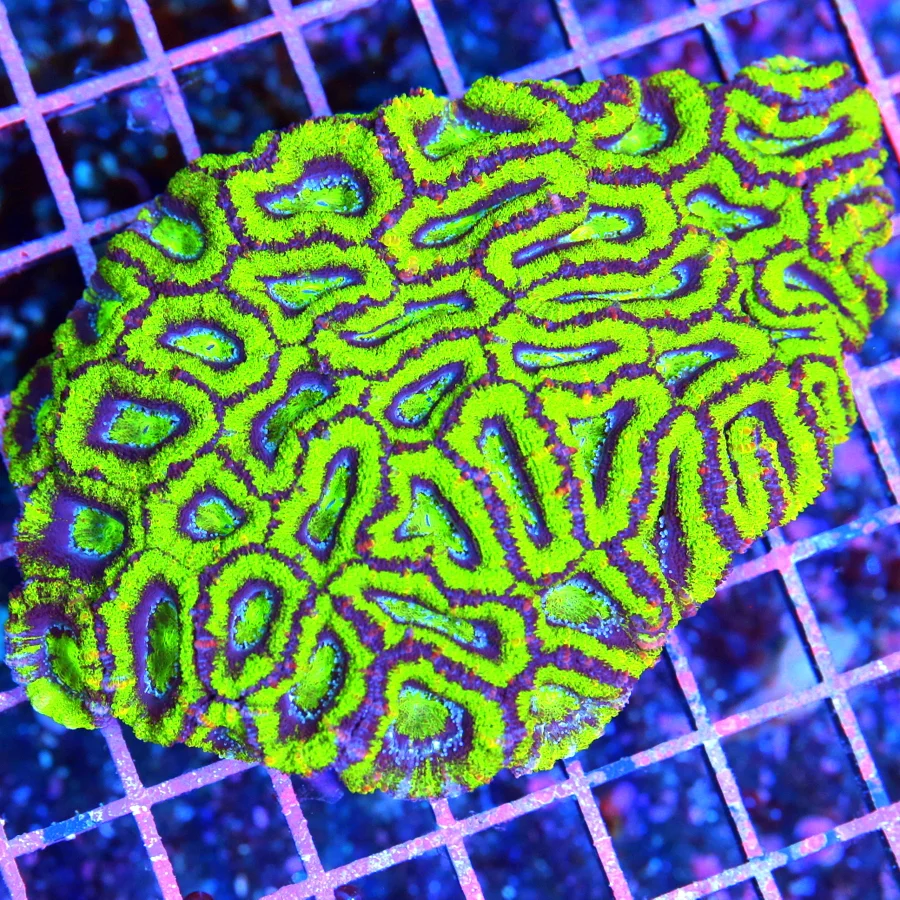 5x4 ACANTHASTREA LORDHOWENSIS CORAL - BAD TO THE BONE ULTRA COLORED ACAN LORD CORAL