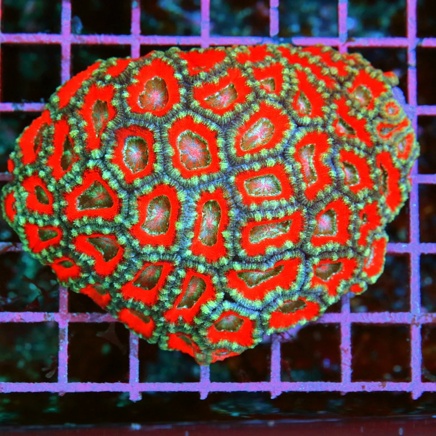 4.5x4 ACANTHASTREA LORDHOWENSIS CORAL - ULTRA COLORED ULTRA GRADE RAINBOW  ACAN LORD CORAL