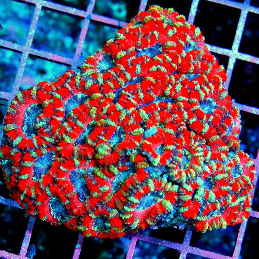 5x4 ACANTHASTREA LORDHOWENSIS CORAL - ULTRA COLORED ULTRA GRADE RAINBOW  ACAN LORD CORAL