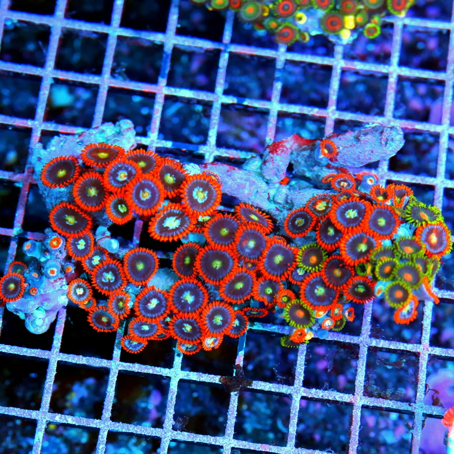 5x3 ZOANTHID CORAL - ONE OF A KIND HANDPICKED ULTRA GRADE VERY VERY RARE ZOANTHID CORAL COLONY