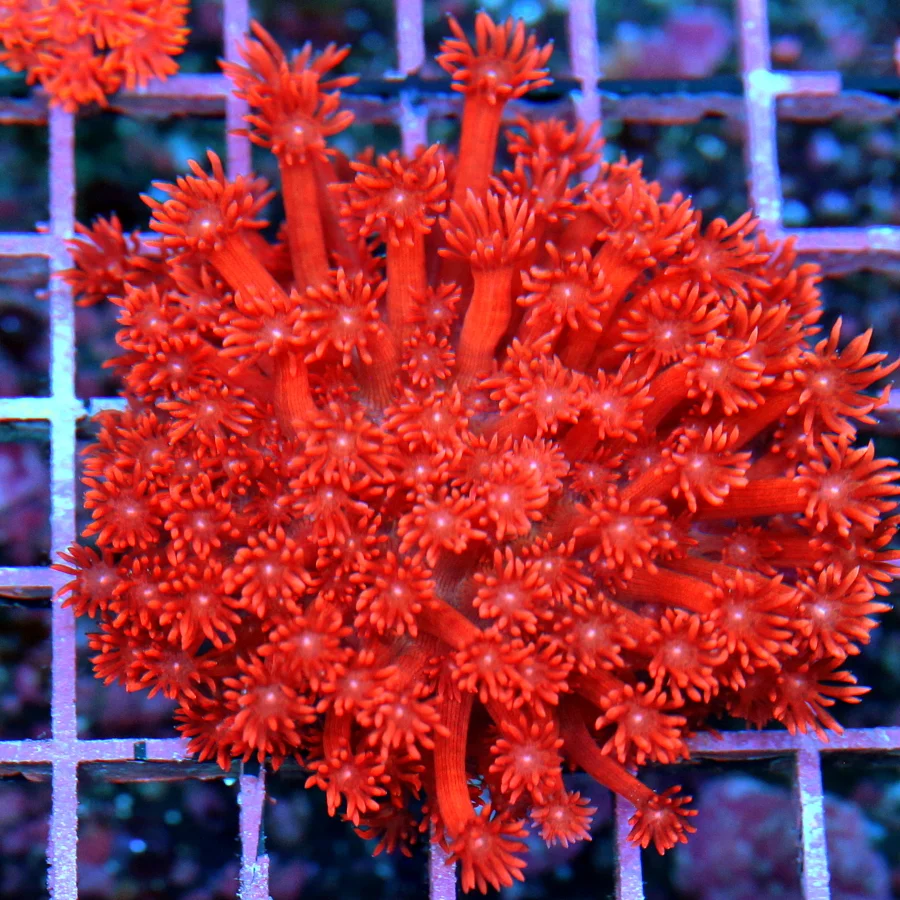 3.5x3.5 GONIOPORA CORAL - ULTRA COLORED ULTRA GRADE SUPER RED GONIOPORA CORAL