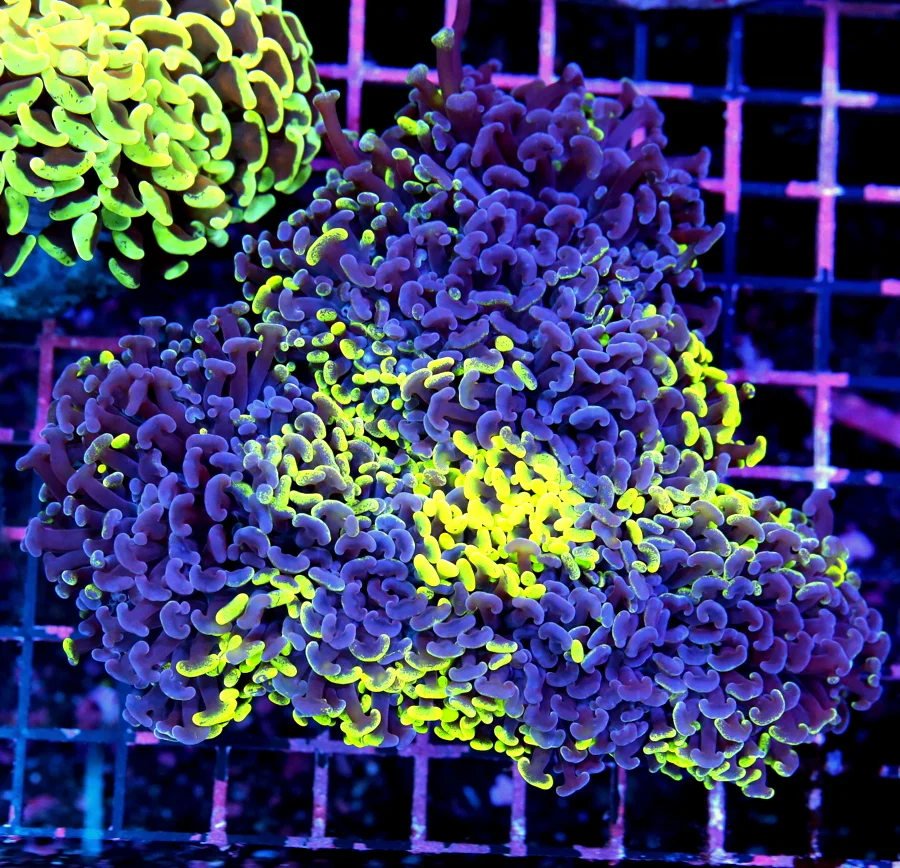 7x5.5 XXL HAMMER CORAL - OUTSTANDING ULTIMATE SHOWPIECE PURPLE AND TOXIC GREEN HAMMER CORAL