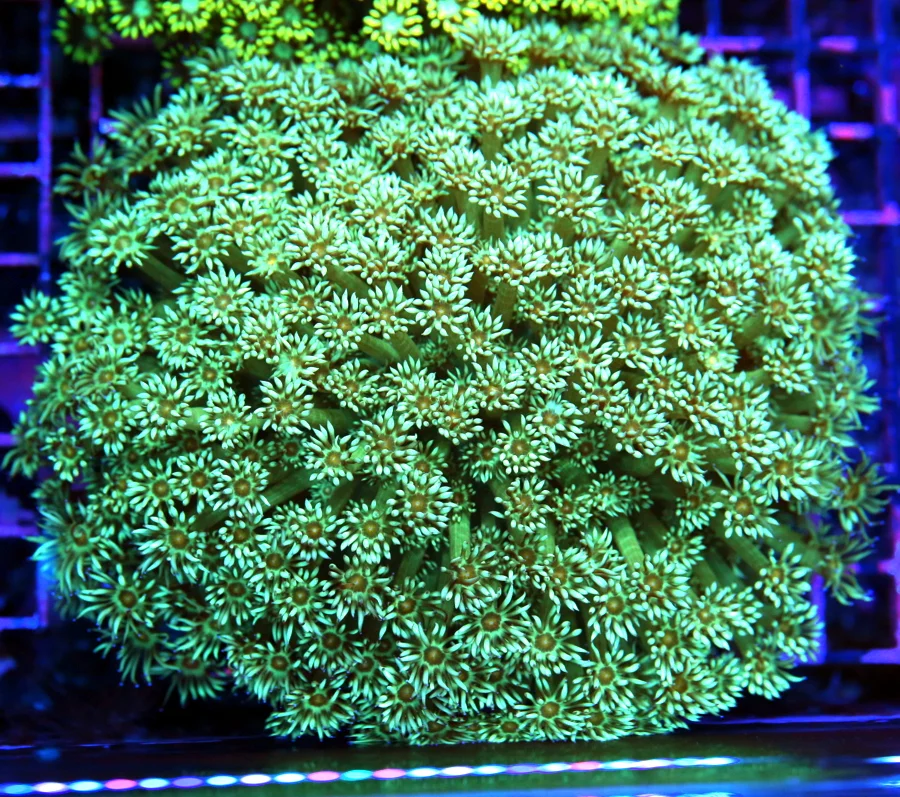 6x6 GONIOPORA CORAL - VERY VERY UNUSUAL SEAFOAM GREEN GONIOPORA CORAL