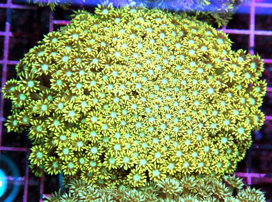 5.5x5 GONIOPORA CORAL - ULTRA COLORED YELLOW BLUE EYED INDO GONIOPORA CORAL