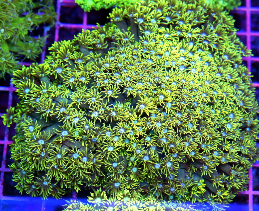 7x5.5 GONIOPORA CORAL - HIGHLIGHTER YELLOW BLUE EYED ULTRA COLORED GONIOPORA CORAL