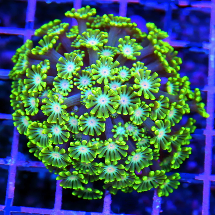 3x3 GONIOPORA CORAL - WICKED PINK BLUE EYED YELLOW GONIOPORA CORAL