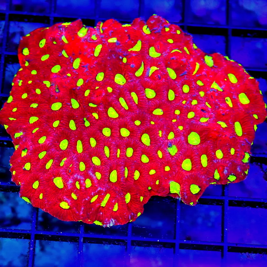 4.5x4 WAR CORAL FAVITES - SUPER NEON RED ULTRA YELLOW EYED WAR CORAL FAVITES