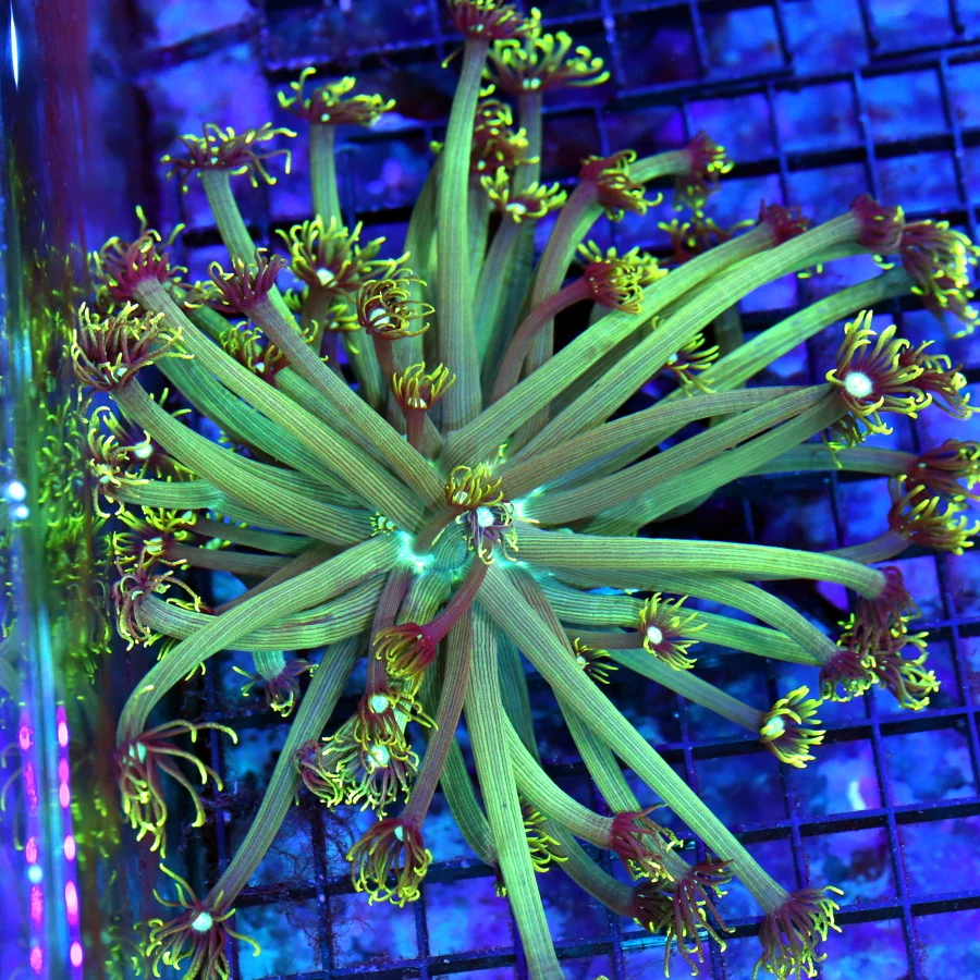 7x7 XL GONIOPORA CORAL - LEMON LIME GREEN BLUE JEWELED EYED GONIOPORA  CORAL