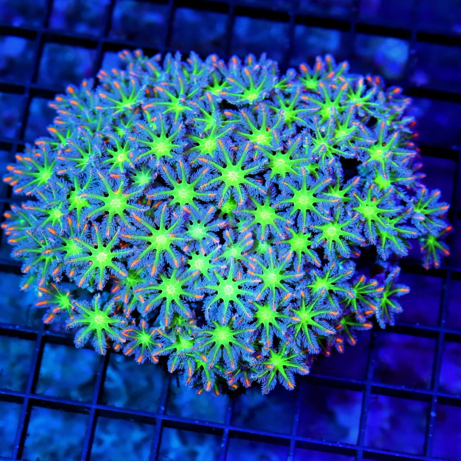 4.5x4 CLOVE POLYPS CORAL - HANDPICKED ULTRA GRADE TRUE FIRECRACKER AQUACULTURED CLOVE POLYPS CORAL