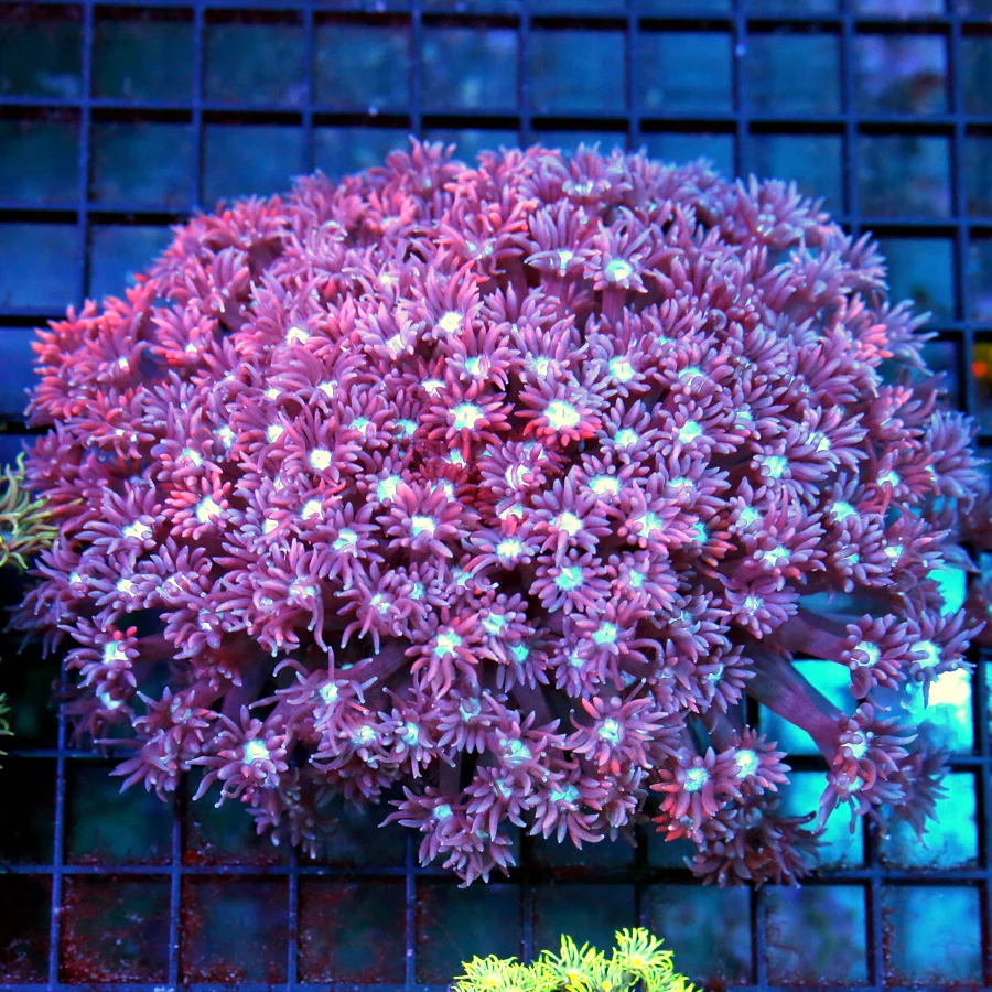 6x5 XXL GONIOPORA CORAL - BRIGHT RED EYED ULTRA COLORED GONIOPORA CORAL