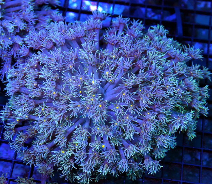 7x7 XXXL GONIOPORA CORAL - OUTSTANDING SUPER SUPER PURPLE AND YELLOW EYED ULTRA GRADE GONIOPORA CORA
