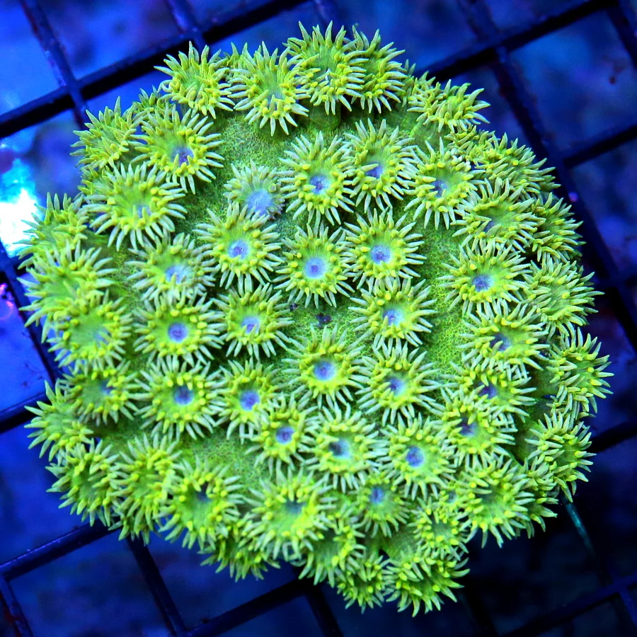 3x3 PAGODA CUP CORAL - BLUE EYED ULTRA GREEN PAGODA CUP CORAL