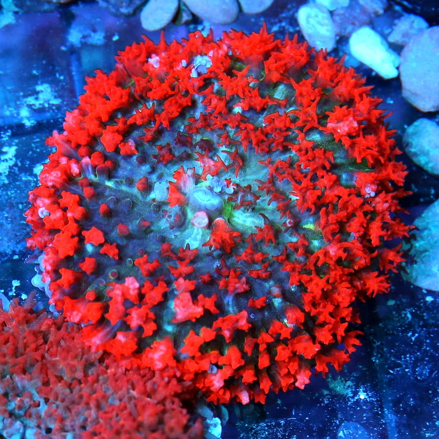 3" SAINT THOMAS RHODACTIS MUSHROOM CORAL - RED MULTICOLORED BLUE/GREEN SAINT THOMAD RHODACTIS MUSHRO