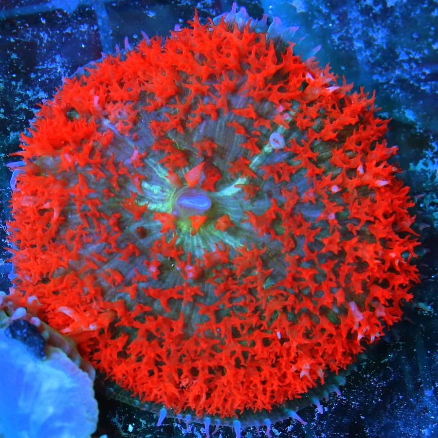3" SAINT THOMAS RHODACTIS MUSHROOM CORAL - RED MULTICOLORED BLUE/GREEN SAINT THOMAD RHODACTIS MUSHRO