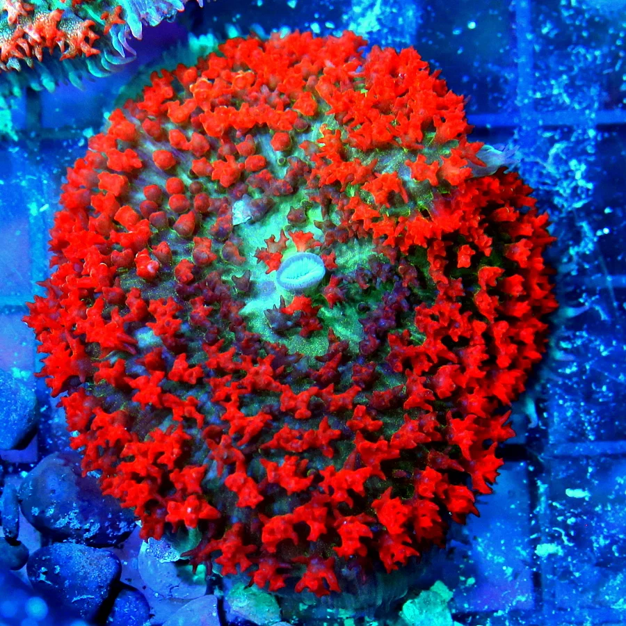 3" SAINT THOMAS RHODACTIS MUSHROOM CORAL - RED MULTICOLORED BLUE/GREEN SAINT THOMAD RHODACTIS MUSHRO