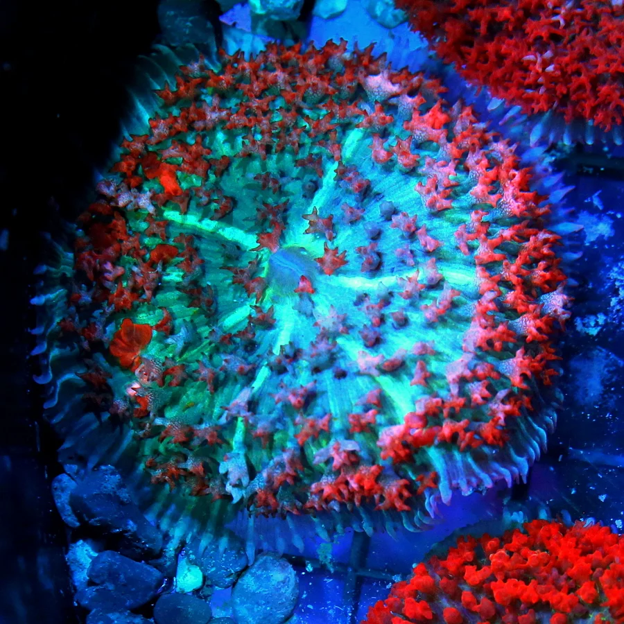 3" SAINT THOMAS RHODACTIS MUSHROOM CORAL - RED MULTICOLORED BLUE/GREEN SAINT THOMAD RHODACTIS MUSHRO