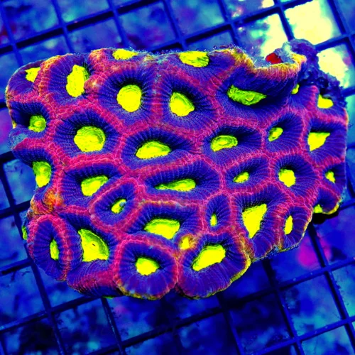 5x4.5 XL FAVIA CORAL - VERY VERY PRETTY PREDARTOR BLOOD EYED DRAGON SOUL FAVIA CORAL