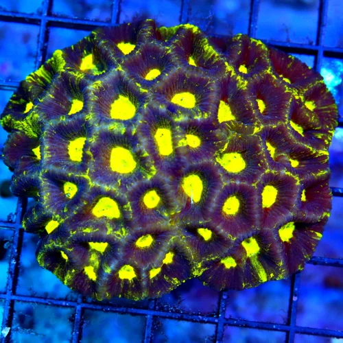 4.5x4 GONIASTREA CORAL - BEAUTIFUL YELLOW EYED PURPLE AND MAROON GONIASTREA CORAL