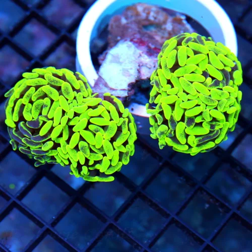4.5x4 BRANCHING HAMMER CORAL - NEON LEMON LIME YELLOW PURPLE BRANCHING HAMMER CORAL