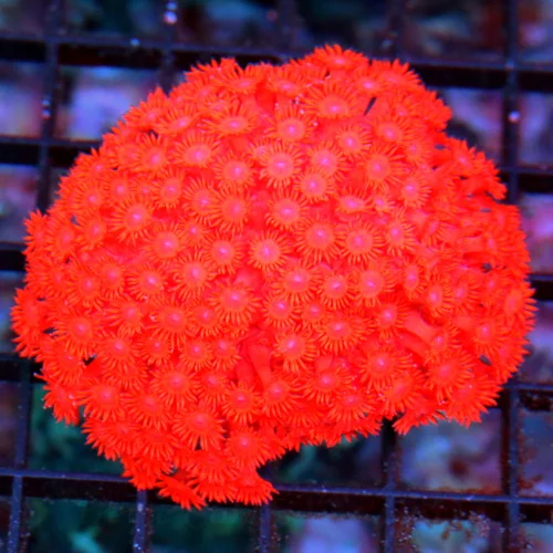 3.5x3.5 GONIOPORA CORAL - ULTRA GRADE ULTRA COLORED FIRECRACKER RED GONIOPORA CORAL