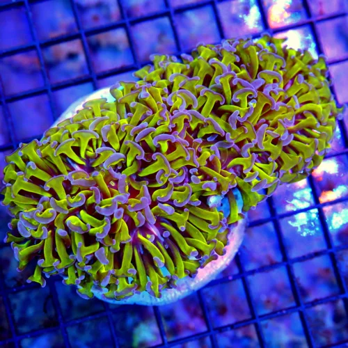 5.5x4 HAMMER CORAL - ULTRA COLORED ULTRE GRADE PURPLE TIPPED HAMMER CORAL