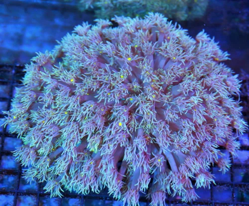 8x8 GIANT XXL GONIOPORA CORAL - YELLOW EYED COLLECTOR'S PIECE ULTRA GRADE GONIOPORA CORAL