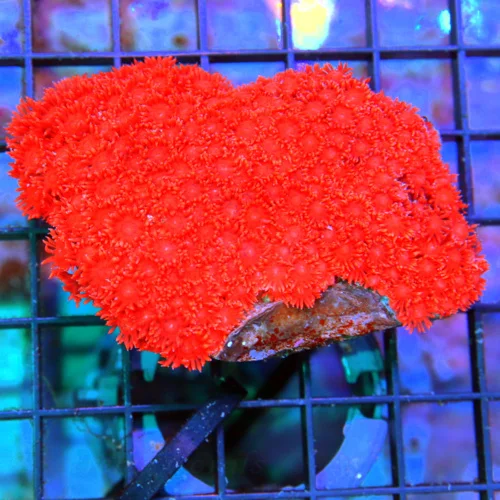 4.5x4 GONIOPORA CORAL - STUNNING NEON ULTRA COLORED GONIOPORA CORAL