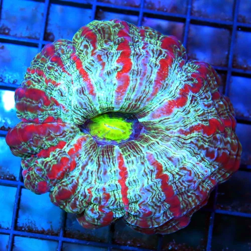 4.5x4.5 INDOPHYLLIA CORAL - VERY HARD TO GET BLUE AND RED ULTRA COLORED INDOPHYLLIA CORAL