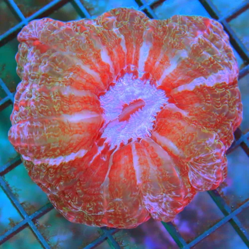 4.5x4.5 INDOPHYLLIA CORAL - PINK AND RED ULTRA COLORED "MASTER" INDOPHYLLIA CORAL