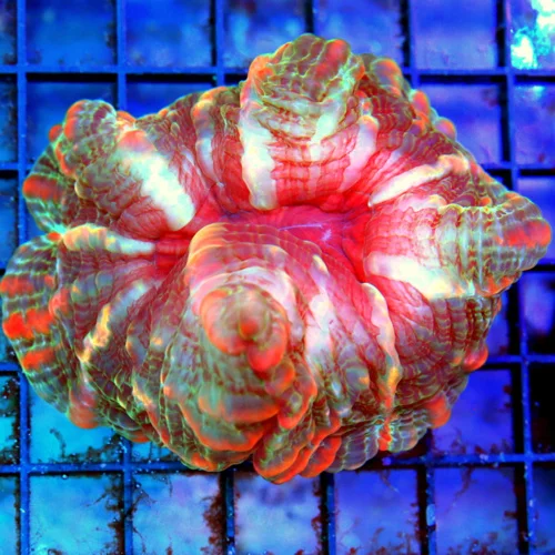 4.5x4 INDOPHYLLIA CORAL - ULTRA COLORED MULTICOLORED PINK GREEN ORANGE AND RED INDOPHYLLIA CORAL