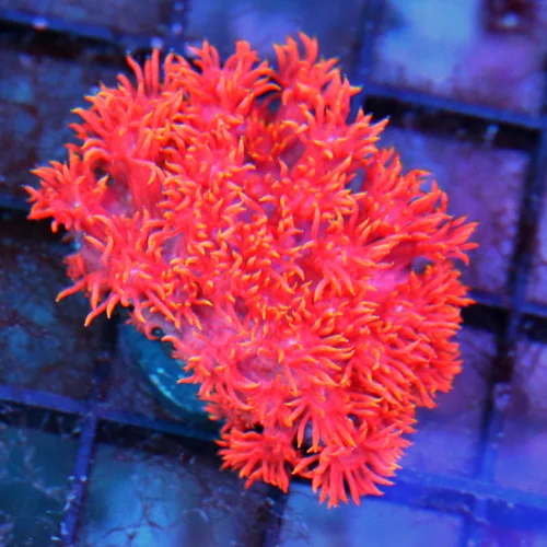 2" GONIOPORA CORAL - SUPER NEON RED INDO IMPORTED SMALL GONIOPORA CORAL