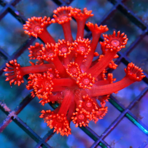 2" GONIOPORA CORAL - SUPER NEON RED INDO IMPORTED SMALL GONIOPORA CORAL