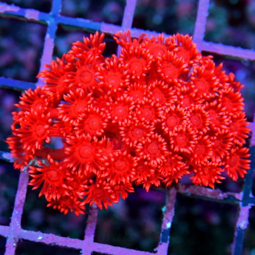 2.5" GONIOPORA CORAL - SUPER NEON RED INDO IMPORTED SMALL GONIOPORA CORAL