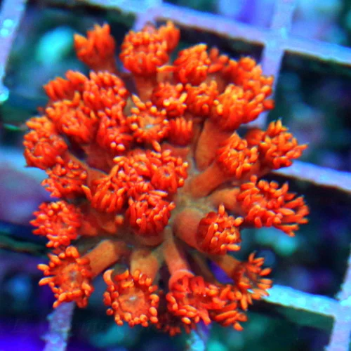 2" GONIOPORA CORAL - DON'T GET THESE VERY OFTEN RAINBOW ORANGE RED GONIOPORA CORAL