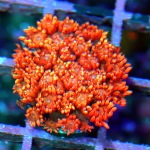 2" GONIOPORA CORAL - DON'T GET THESE VERY OFTEN RAINBOW ORANGE RED GONIOPORA CORAL