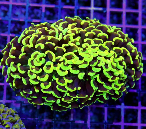 5.5x4.5 HAMMER CORAL - ULTRA ULTRA TOXIC GREEN ULTRA GRADE HAMMER CORAL