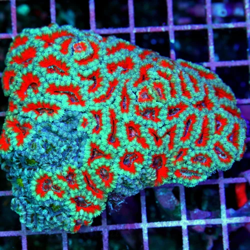 5x4.5 XL COMBO ACANTHASTREA LORDHOWENSIS CORAL - ULTRA COLORED SUPERMAN COMBO ACAN LORD CORAL
