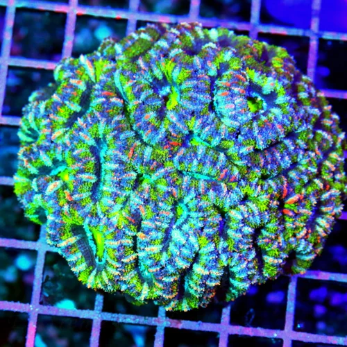 5x4.5 ACANTHASTREA LORDHOWENSIS CORAL - BAD TO THE BONE MULTICOLORED GREEN AND PURPL ACAN LORD CORAL