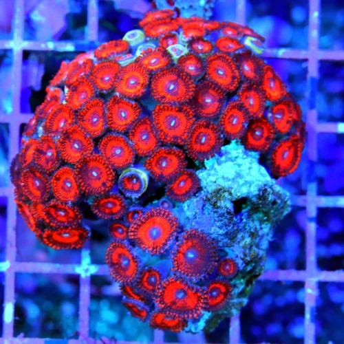 3" ZOANTHID CORAL COLONY - ULTRA COLORED "KED'S RED" ZOANTHID CORAL