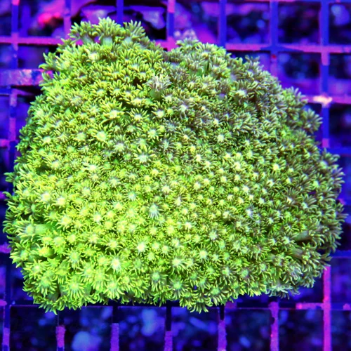 5.5x5 GONIOPORA CORAL -  ULTRA YELLOW SEAFOAM GREEN ULTRA COLORED GONIOPORA CORAL