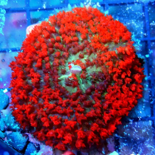 3" SAINT THOMAS RHODACTIS MUSHROOM CORAL - RED MULTICOLORED BLUE/GREEN SAINT THOMAD RHODACTIS MUSHRO