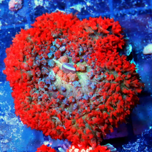 3" SAINT THOMAS RHODACTIS MUSHROOM CORAL - RED MULTICOLORED BLUE/GREEN SAINT THOMAD RHODACTIS MUSHRO