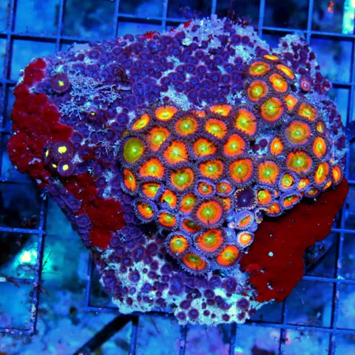 4x4 ZOANTHID CORAL COLONY - ULTRA COLLECTOR'S ITEM ULTRA GRADE ZOANTHID CORAL COLONY